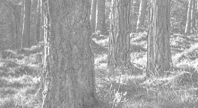 skogøkonomi_bw