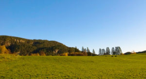 - NORSKOG har lenge arbeidet for å fjerne konsesjonslovens begrensninger for skog og skogdominerte eiendommer og setter pris på den retning debatten om konsesjonsloven nå tar, sier Arne Rørå i en kronikk i Østlendingen 2. Nyttårsdag.