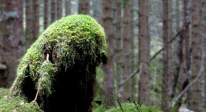 For skogbrukets del har den bombastiske kritikken av næringen stilnet noe, som følge av at miljøtilstanden i norsk skog beviselig er i positiv utvikling. Dette har allikevel ikke ført til noen direkte anerkjennelse av skogeiernes egen innsats, og fortsatt virker det som om offentlige tiltak er de eneste fungerende verktøy for miljøet.