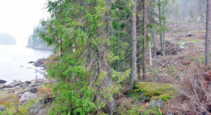 NORSKOG har i samarbeid med NINA forsket på relativ betydning av naturreservater, nøkkelbiotoper, livsløpstrær og kantsoner. Resultatene fra prosjektet kan du lese i en ny rapport som ble ferdigstilt i mai i år.