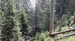 I proposisjonen fra Klima- og miljødepartementet (KLD) skrives det om «føre-var-prinsippet» som et bærende element i miljøforvaltningen under ledestjernen at ingen arter eller naturtyper skal gå tapt. Dette samtidig som naturindeksen viser at kulturbetingede landskap er truet. Ikke spesielt rart siden ulven slik de ser det i KLD rangerer over våre nasjonale ansvarsarter og landskapstyper. At kulturlandskapet, med høy andel rødlistede og potensielt ukjente ansvarsarter, er i forfall burde ikke forundre KLD. Det er ikke mye som minner om kunnskapsbasert forvaltning på dette området.