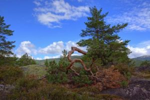 Redusert bruk av klimavennlig skog innebærer en svekkelse av det grønne skiftet.