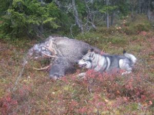 NORSKOGs medlemmer er skogeiere der inntekt fra skog og utmarksbasert turisme utgjør en betydelig del av inntektsgrunnlaget. Vi har derfor noen synspunkter på regelverket rundt motorferdsel.