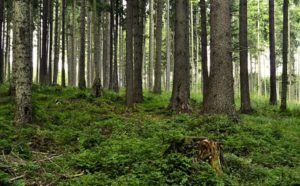 Høyre-landsmøtet i mars skal ta stilling til et forslag om å tillate storstilt planting av trær med høy evne til CO2-opptak for å berge klimaet. Det betyr å endre naturmangfoldloven. Det betyr at sitkagrana blir høyaktuell som «karbonstøvsuger» på de rette områdene.