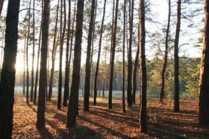 NORSKOG sendte i går over innspill vedr. nytt globalt rammeverk for naturen til Klima- og miljødepartementet. Hovedbudskapet til NORSKOG er at de globale utfordringene må løses nasjonalt – med målsettinger som passer i Norge. Les brevet her.