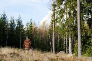 NORSKOG synes det er positivt at Regjeringen satser på klimatiltak i skog og at Landbruksdirektoratet tilføres ekstra ressurser.