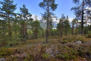 Formuesverdien av skog beregnes etter sjablongen i skjemaet RF 1016. I 2018 gis det en rabatt på 20 % på denne beregnede formuesverdien (såkalt «verdsettingsrabatt»). I 2017 var rabatten 10 %.