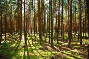 Norges Bondelag og NORSKOG har sendt et felles brev til Finansdepartementet om Oppløsning av deltakerlignede selskap uten realisasjonsbeskatning. Vår erfaring er at den høye skattebelastningen ved oppløsning er til hinder for at disse eiendommene selges eller blir overdratt til en av eierne, noe som i mange tilfeller er ønskelig.