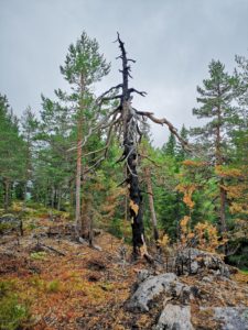 For 2020 er det øremerket 8 millioner som skal fordeles til miljøtiltak som ivaretar og videreutvikler miljøverdier gjennom den nasjonale ordningen. NORSKOG ønsker å minne om søknadsfrist 1. november.