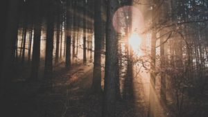I artikkelen «Verneverdig skog hogges, uinteressant skog får stå» i Resett, rører NTB sammen frivillig skogvern-ordningen og MiS-registreringer for etablering av nøkkelbiotoper i skog, basert på en rapport fra Biofokus som omhandler MiS-registreringer.