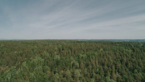 Skog binder ikke bare karbon, men gir også lavere skydekke, noe som gir mer regn og kjøligere lokalklima.