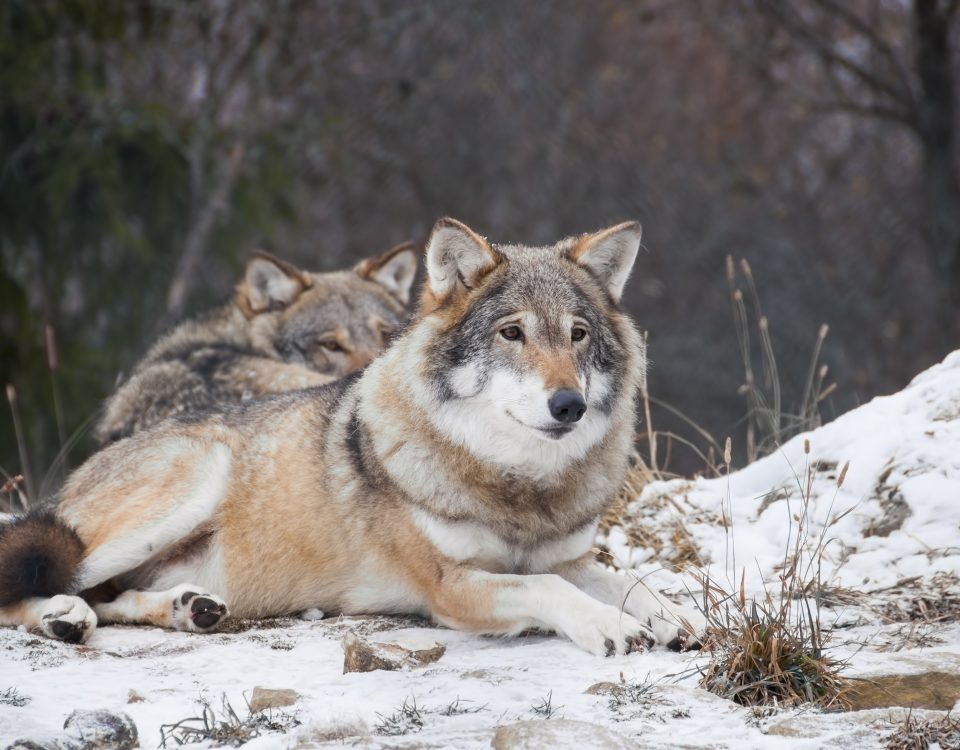 A pack of wolves resting in the snow