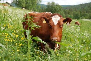 Eidsivating lagmannsrett avhjemlet overskjønn 24. november 2021 i sak om beiteskade etter ulovlig beite av storfe i utmark. En del av saken dreide seg også om hvorvidt dyreeierne hadde beiterett i utmarken. Dyreeierne fikk ikke medhold i at de hadde beiterett, og grunneier ble tilkjent erstatning for skade på skog voldt av dyr som hadde beitet ulovlig i skogen.