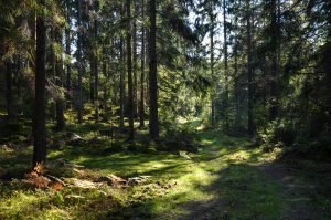 NORSKOG inviterer til webinar om lukket hogst og karbonbinding i skog 23. mai.