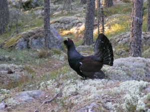 Forslag til revidert PEFC skogstandard for Norge er nå ute på høring. Friluftsliv, rovfugler og lukket hogst er blant hensynene som vies større oppmerksomhet.