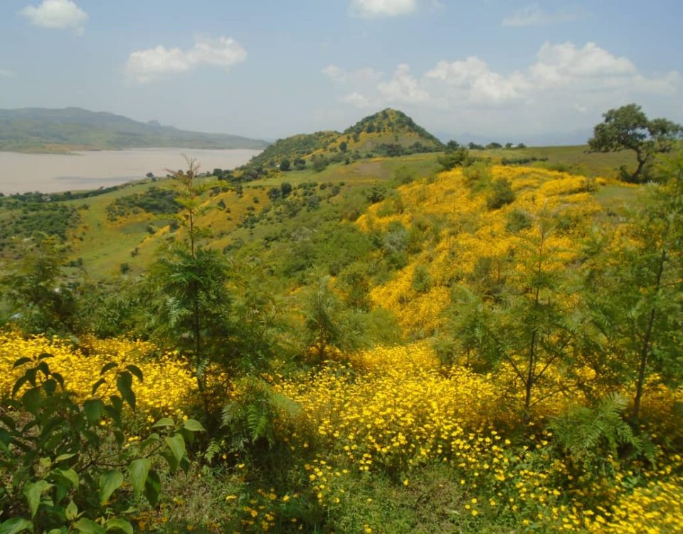 4 år gammel Silkeeik-plantasje ved Rib Dam, Sør-Gondar sonen, Amhara, Etiopia.