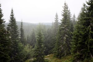 Vi skal være gode rådgivere for norsk skogbruk og skal ha kompetanse om lukket hogst: Hvor det egner seg og hvordan det skal utføres under ulike forhold. 