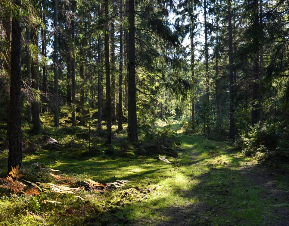 Ved hjelp av fotosyntesen binder den norske skogen rundt 24 millioner tonn CO2 hvert år