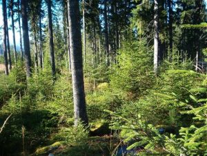 NORSKOG har utviklet et kurs for skogeiere, skogaktører og entreprenører.